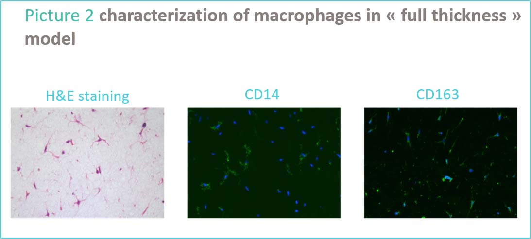 tattoo-macrophages.jpg