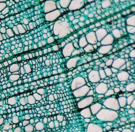 novel cellulosics rn image.jpg