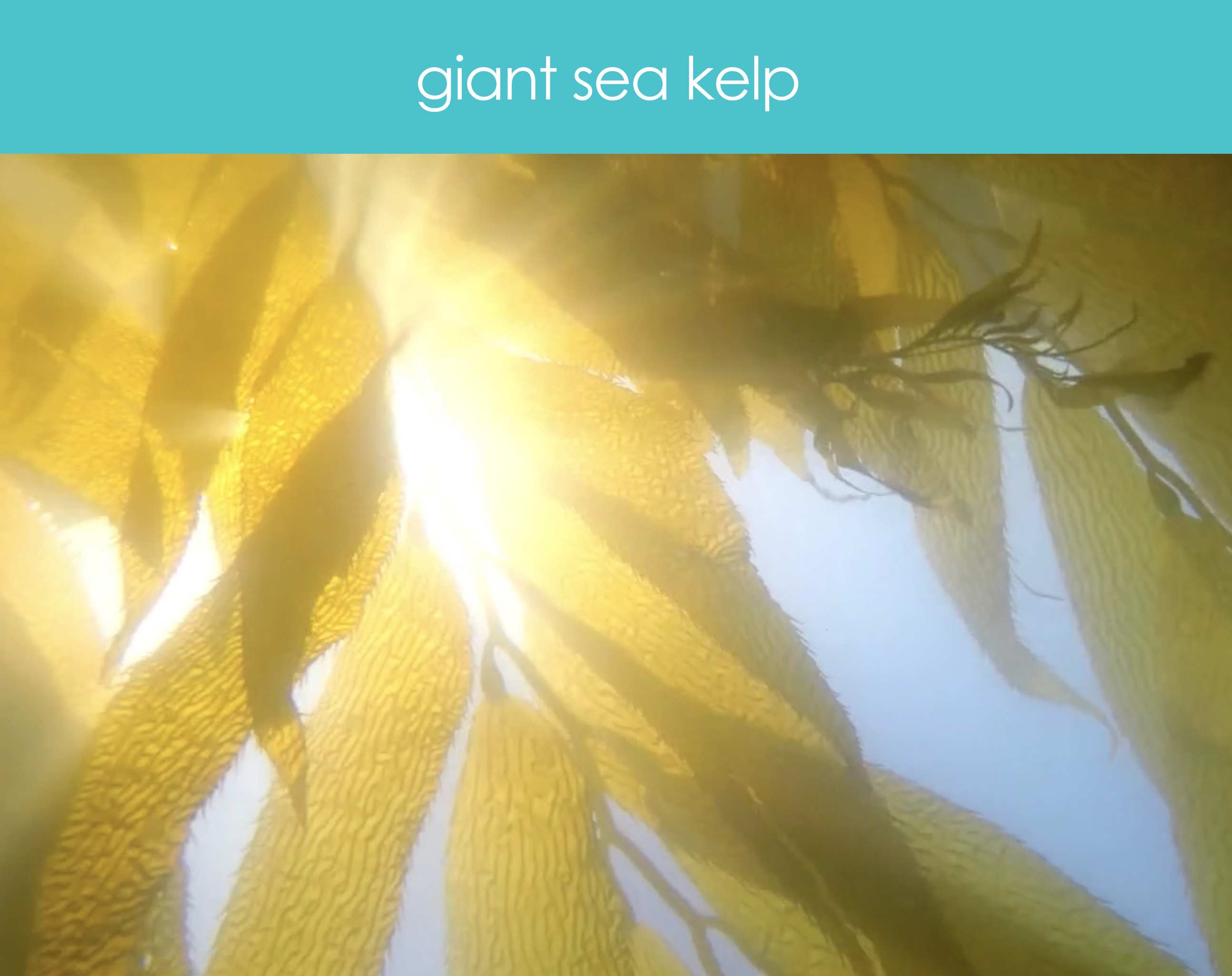 sourcing - kelp short.jpg